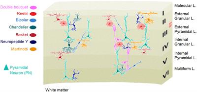 Toward reframing brain-social dynamics: current assumptions and future challenges